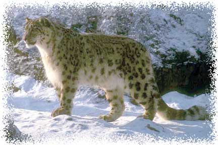 snow leopard real