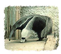 real_anteater