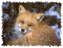 real_red_fox