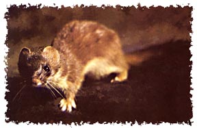 real_weasel