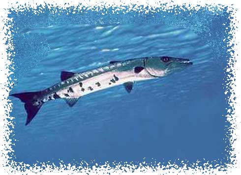 barracuda