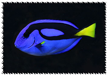 real_bluetang_fish