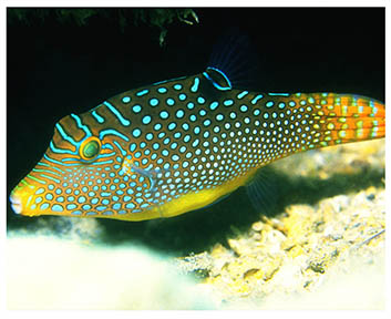 real_puffer_fish