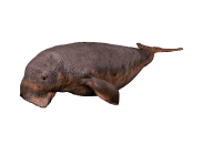 animated manatee