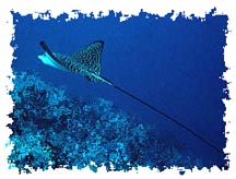 real stingray