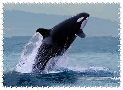 real_killerwhale