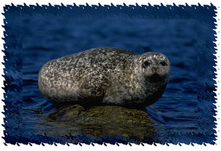 seal
