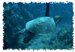 real_sea_turtle