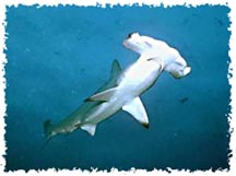 hammerhead_shark