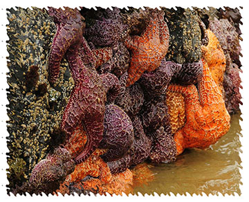 real sea stars