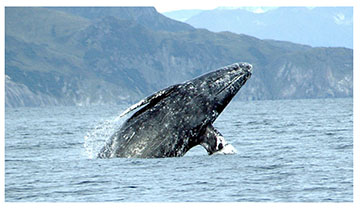 whale breaching