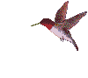 animated_bird