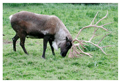 real_caribou