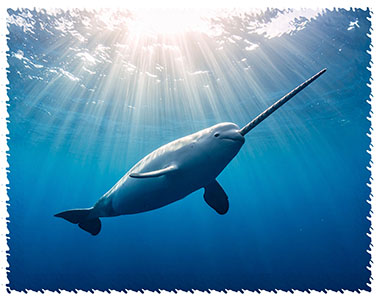 narwhal