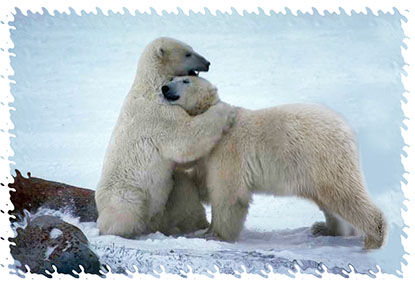 real_polar_bears