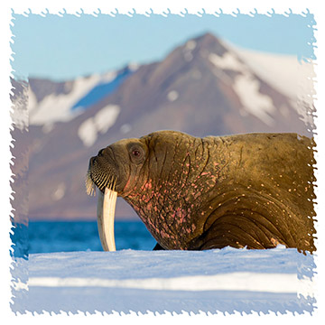 real_walrus