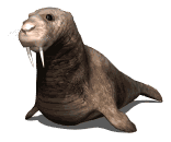animated_walrus