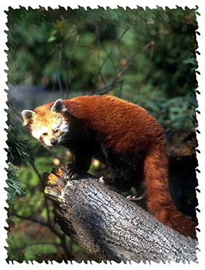 lesser_panda
