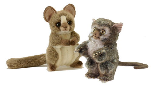tarsier