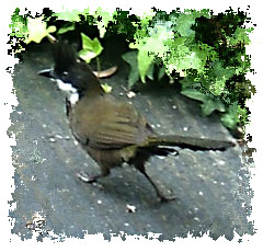 real_eastern_whipbird