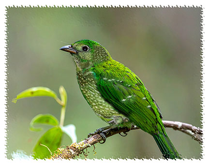 green_catbird