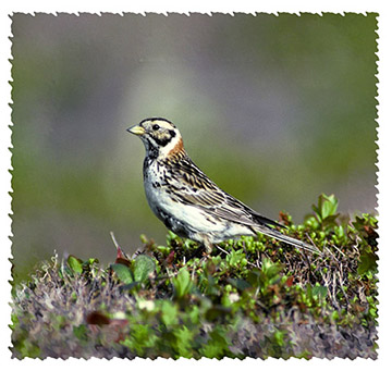 longspur