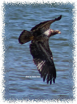 juvenile_bald_eagle