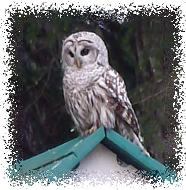 barred owl