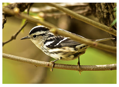 bwwarbler