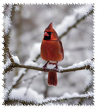 northern_cardinal