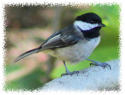 chickadee_bird