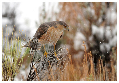 coopers_hawk