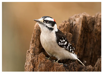 illus_downy_woodpecker