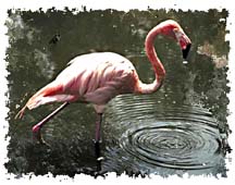 flamingo