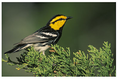 warbler