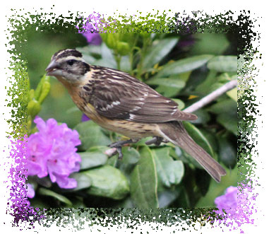 grosbeak