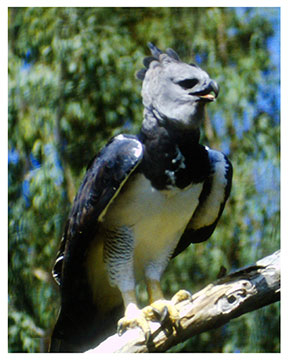 real_harpy_eagle