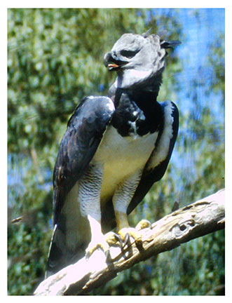 real_harpy_eagle