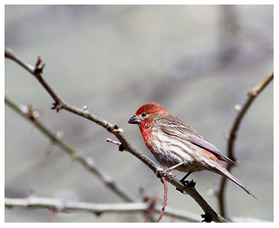 house_finch