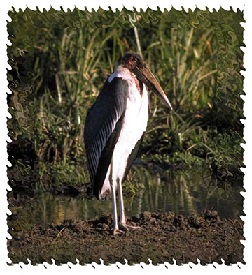 marabou_stork