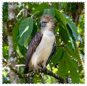 monkey_eating_eagle