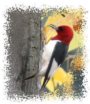 red headed woodpecker