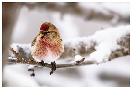 common_redpoll