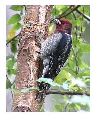 sapsucker