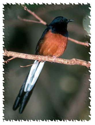 shama