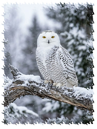 snowy_owl