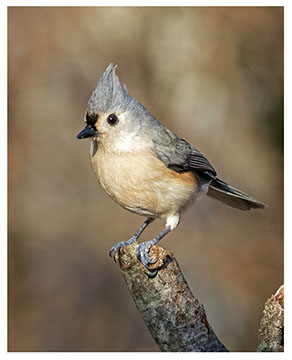 tufted_titmouse