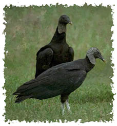 vultures