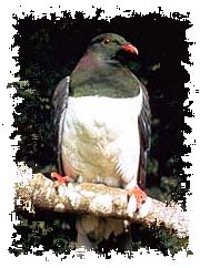 wood_pigeon2
