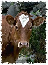 real_cow